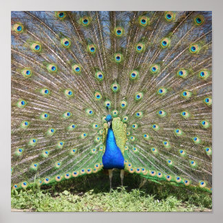 India Blue Peacock Poster