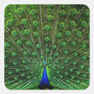 India Blue Peacock Square Sticker