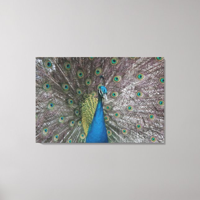 India Blue Peacock Triptych Canvas (Front)