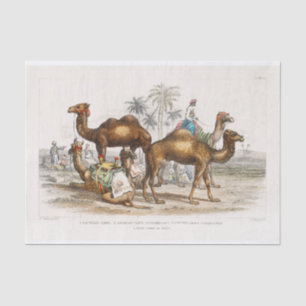 India Camels Vintage Illustration, 1820 Decoupage Tissue Paper