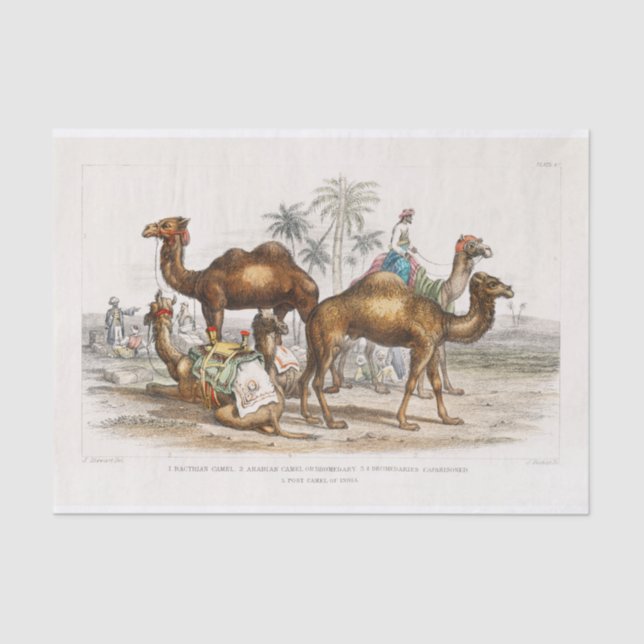 India Camels Vintage Illustration, 1820 Decoupage Tissue Paper (Front)