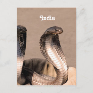 India Cobra Postcard