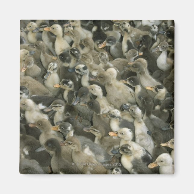 India Magnet (Front)