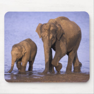 India, Nagarhole National Park. Asian elephant Mouse Mat