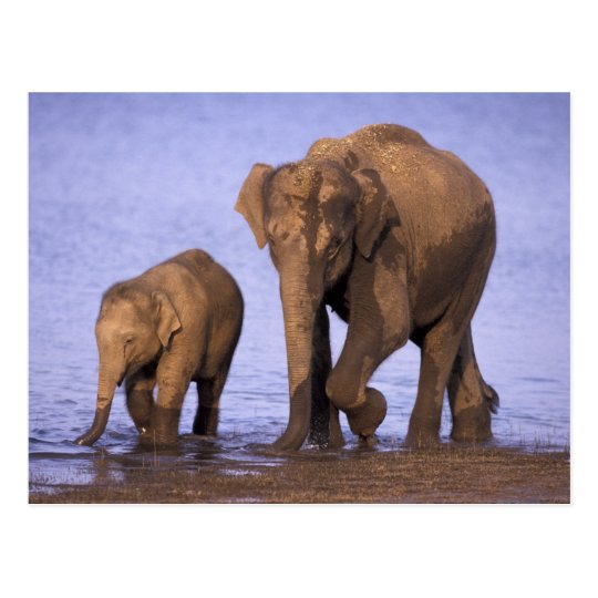 India, Nagarhole National Park. Asian elephant Postcard
