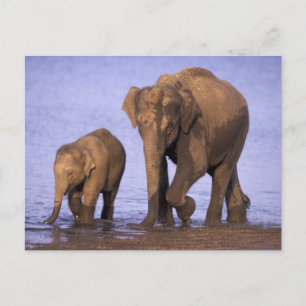 India, Nagarhole National Park. Asian elephant Postcard
