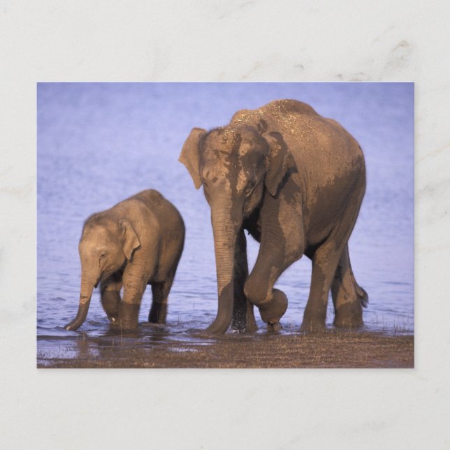 India, Nagarhole National Park. Asian elephant Postcard (Front)