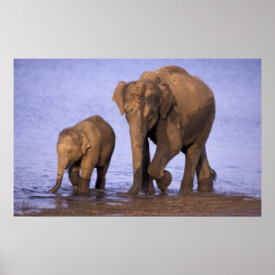India, Nagarhole National Park. Asian elephant Poster