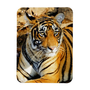 India, Sawai Madhopur, Ranthambore National Magnet