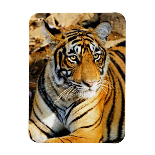 India, Sawai Madhopur, Ranthambore National Magnet (Vertical)