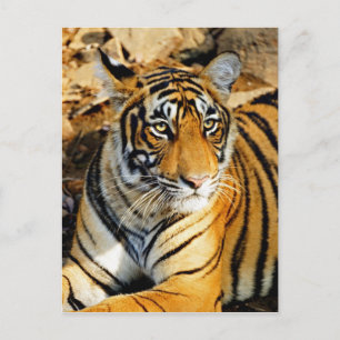India, Sawai Madhopur, Ranthambore National Postcard
