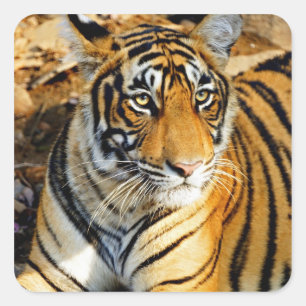 India, Sawai Madhopur, Ranthambore National Square Sticker