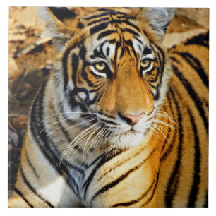 India, Sawai Madhopur, Ranthambore National Tile