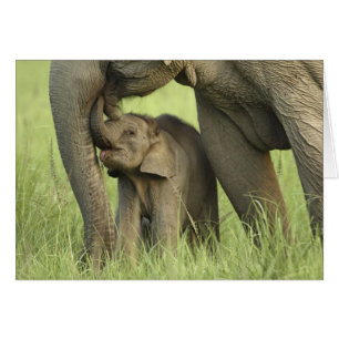 Indian / Asian Elephant and young one,Corbett 2