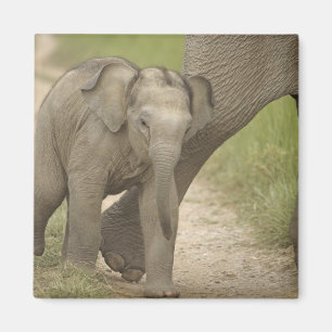 Indian / Asian Elephant and young one,Corbett 2 Magnet