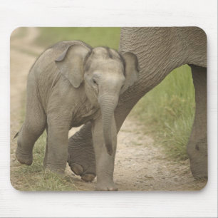 Indian / Asian Elephant and young one,Corbett 2 Mouse Mat
