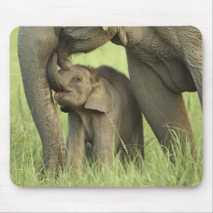 Indian / Asian Elephant and young one,Corbett 2 Mouse Mat