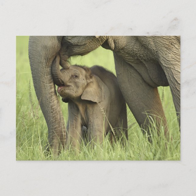 Indian / Asian Elephant and young one,Corbett 2 Postcard (Front)