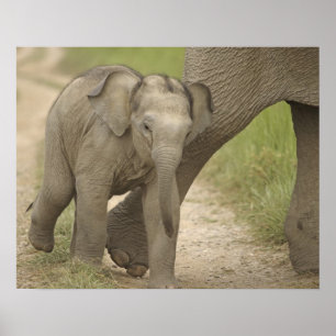 Indian / Asian Elephant and young one,Corbett 2 Poster