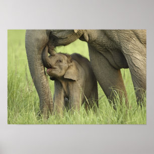 Indian / Asian Elephant and young one,Corbett 2 Poster