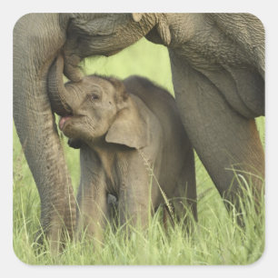 Indian / Asian Elephant and young one,Corbett 2 Square Sticker