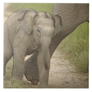 Indian / Asian Elephant and young one,Corbett 2 Tile