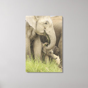 Indian / Asian Elephant and young one,Corbett 3 Canvas Print
