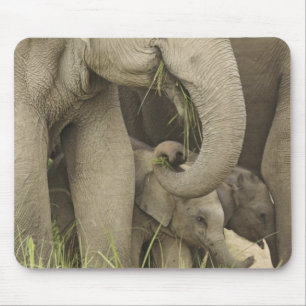 Indian / Asian Elephant and young one,Corbett 3 Mouse Mat