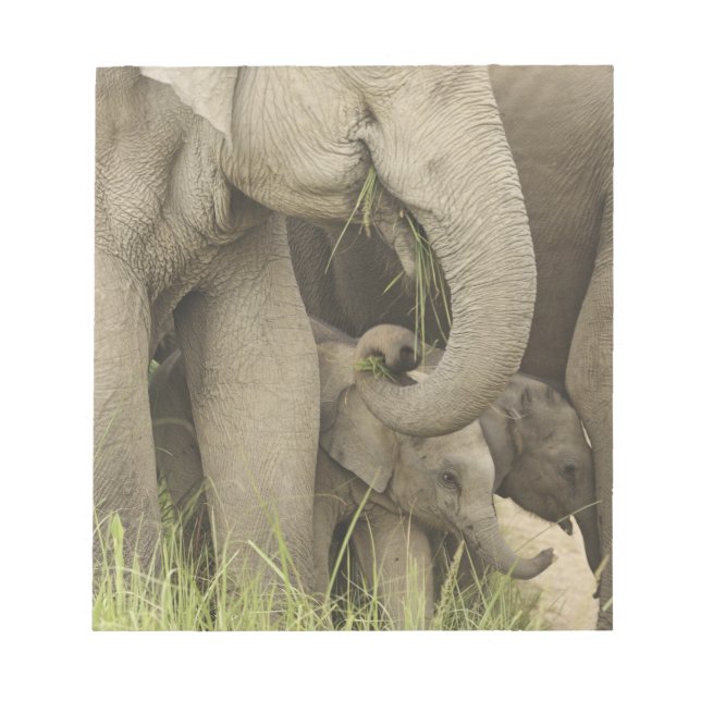 Indian / Asian Elephant and young one,Corbett 3 Notepad (Front)