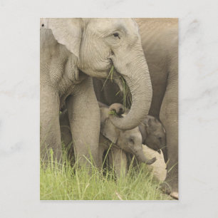 Indian / Asian Elephant and young one,Corbett 3 Postcard