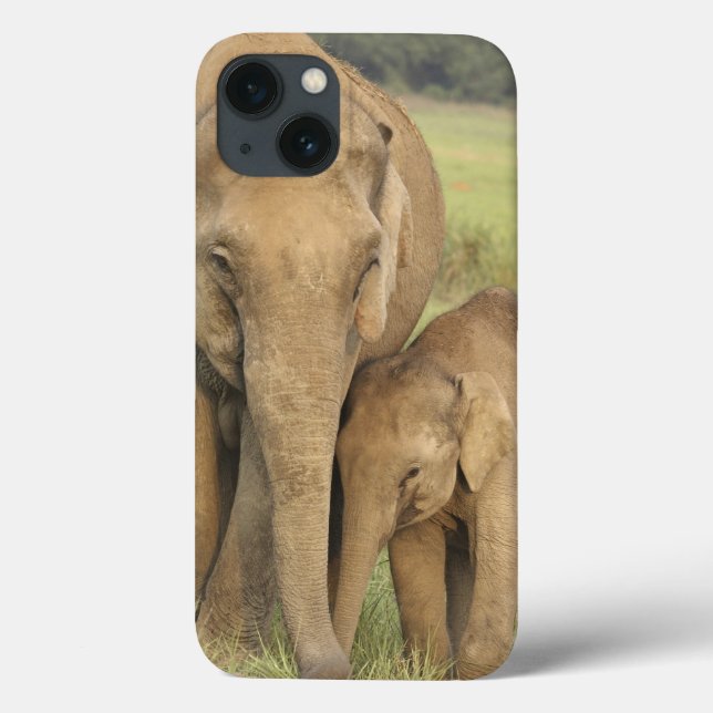Indian / Asian Elephant and young one,Corbett Case-Mate iPhone Case (Back)