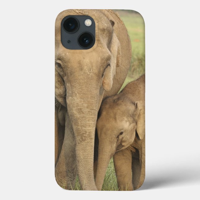 Indian / Asian Elephant and young one,Corbett Case-Mate iPhone Case (Back)