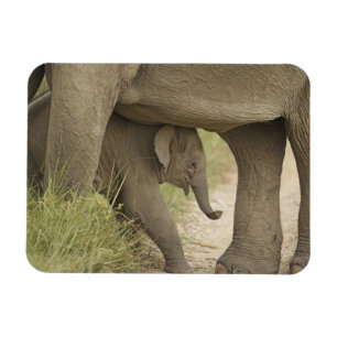 Indian / Asian Elephant and young one,Corbett Magnet