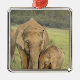 Indian / Asian Elephant and young one,Corbett Metal Tree Decoration
