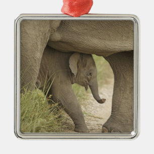 Indian / Asian Elephant and young one,Corbett Metal Tree Decoration