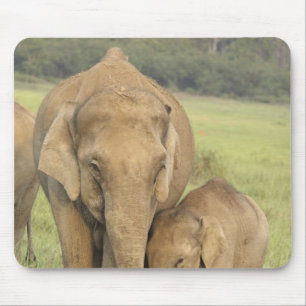 Indian / Asian Elephant and young one,Corbett Mouse Mat