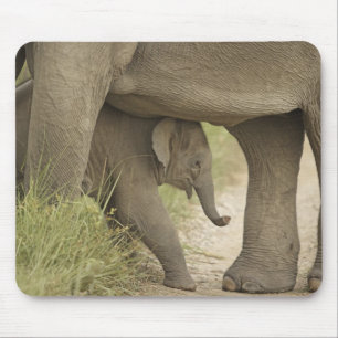 Indian / Asian Elephant and young one,Corbett Mouse Mat