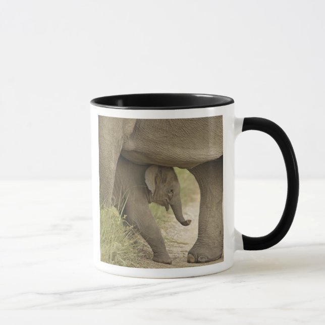 Indian / Asian Elephant and young one,Corbett Mug (Right)