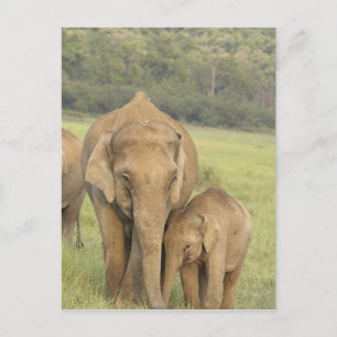 Indian / Asian Elephant and young one,Corbett Postcard