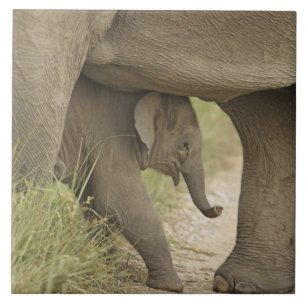 Indian / Asian Elephant and young one,Corbett Tile