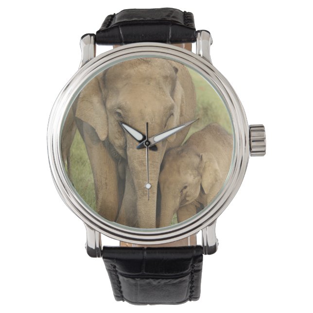 Indian / Asian Elephant and young one,Corbett Watch (Front)