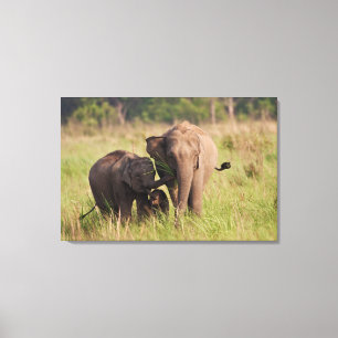 Indian Asian Elephant Family in the Savannah Canvas Print