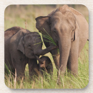 Indian Asian Elephant Family in the Savannah Coaster