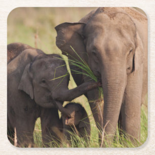 Indian Asian Elephant Family in the Savannah Square Paper Coaster