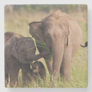Indian Asian Elephant Family in the Savannah Stone Coaster