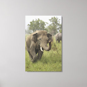 Indian Asian Elephant Greeting Canvas Print