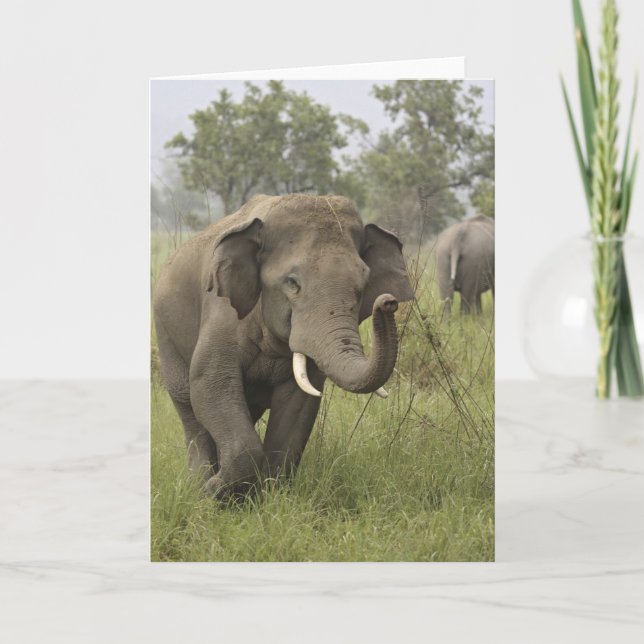 Indian Asian Elephant Greeting Card (Front)