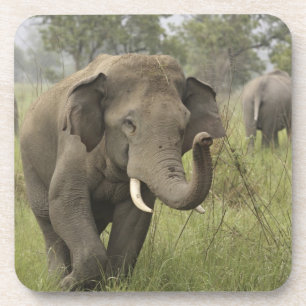 Indian Asian Elephant Greeting Coaster