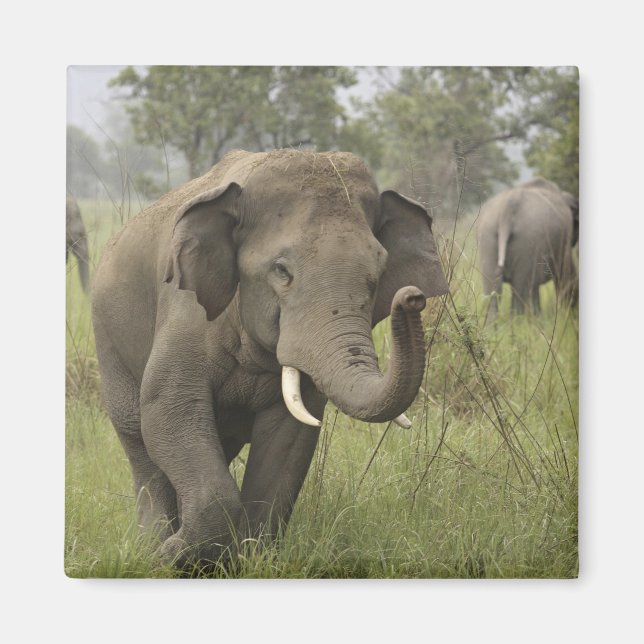 Indian Asian Elephant Greeting Magnet (Front)