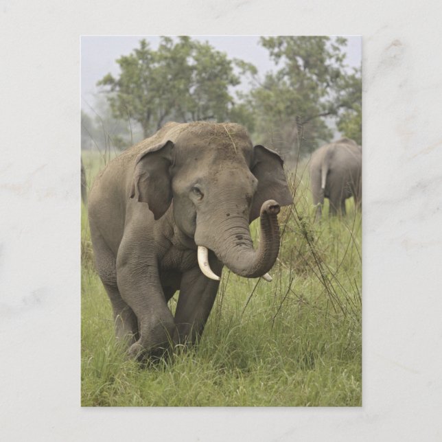 Indian Asian Elephant Greeting Postcard (Front)